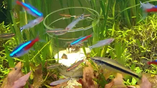 Rummy nose tetra and neons schooling