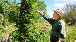 Xeriscape Garden Tour with Drought Tolerant Plants by Mikl Brawner of Harlequin's Gardens