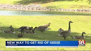 New Way To Get Rid Of Geese