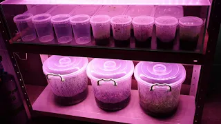 Как я выращиваю аквариумные растения в домашней теплице из пластиковых ведер на универсальной земле.