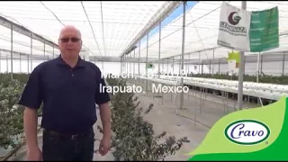 Berry trial update in retractable cooling house at 1,700m elevation, Irapuato Mexico, March 20, 2019