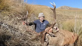 Huge Red Stag | 39x39 inches | Public Land New Zealand Hunting