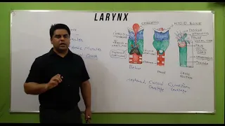 larynx anatomy & physiology in hindi | parts | structure | vocal cords | larynx cartilages in hindi