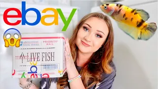 UNBOXING A NEMO KOI FEMALE BETTA FISH FROM EBAY!! | REAL LIVING FISH! | ItsAnnaLouise