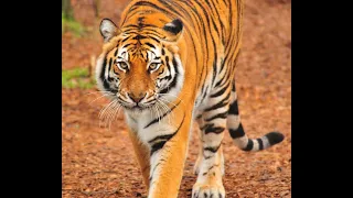 Индийский тигр – наиболее узнаваемый подвид тигров