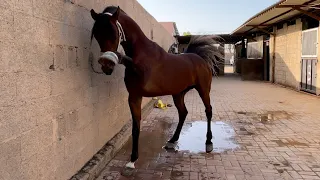 فلوق 2# الوزير مايخلي احد بحاله 😂🐎