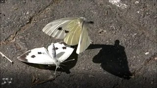 Cabbage Butterfly or Cabbage White (белянка капустная ). Male and Female