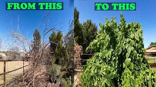 Pruning Mulberry Trees  | Before and After