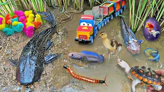 So Amazing Catching Colorful Betta Fish In The River Giant Catfish Ornamental Fish Turtle Bird Booby