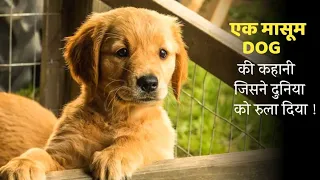 STORY OF A DOG | Movie Explained In Hindi | Mobietvhindi