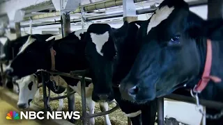 New concern about bird flu in cows as traces of the virus appear in more milk samples