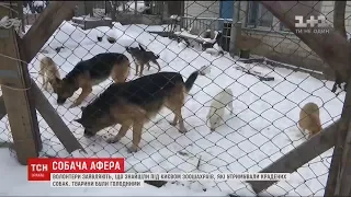 Волонтери заявили, що знайшли під Києвом двір крадіїв собак