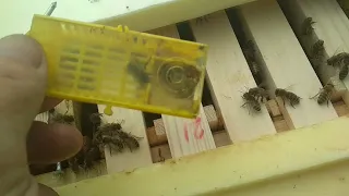 Выкучились пчёлы.  Причина.  🐝  Пчеловодство в Ленинградской области 🐝