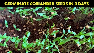 How To Grow coriander with this method in 3 Days | Dhaniya | Fastest growing method of Coriander !