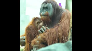 Baby Orangutan 🤩😍 SO CUTE!  [HD] #shorts #orangutan #greatape