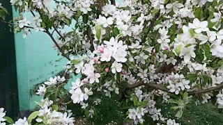 цветение сорта яблони Пинова