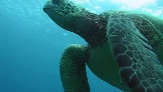 Sea Turtles  Maui, Hawaii.