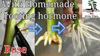 How to grow rose from stem cutting