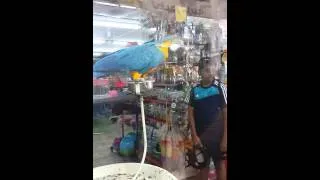 funny parrot dancing