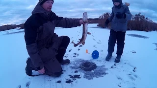 ПЕРВЫЙ ЛЕД  продолжается! ЖЕРЛИЦЫ с СЫНОМ!