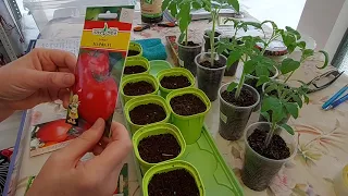 Посев томатов для раннего урожая!