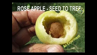 How to Grow Roseapple Tree from Seed  | Roseapple seed Germination Gulabi Jaam