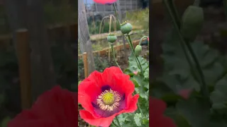 Opium Poppy  (Papaver Somniferum) #poppy #flowers #shorts #nature
