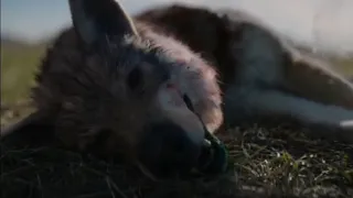 Feral Depredador Asesina A Un Coyote | Depredador: La Presa (2022)