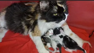 Newborn Kittens Are Waiting For Mother Cat To Come And Feed Them