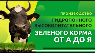 Электрохимическая обработка грубых кормов. Выращиване гидропонных высокопитательных зеленых кормов.