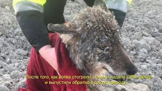 Эстонцы спасли вмерзшего в реку волка, приняв его за собаку