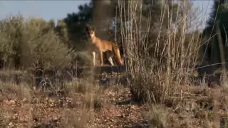 Dingo: Wild Dog At War