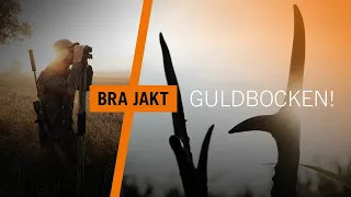 Bockjakt - Guldbocken 2022! "När allt går som planerat" | BRA JAKT