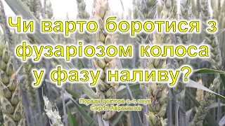 Чи варто боротися з фузаріозом колоса в період наливу?