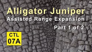 CTL 7A - Alligator Juniper Assisted Range Expansion