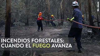 Incendios en Paysandú y Río Negro: Del miedo de perderlo todo al reclamo a las forestales