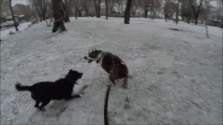 Амстаффтерьер отбивается от дворняги / Amstaff terrier fighting off a mongrel