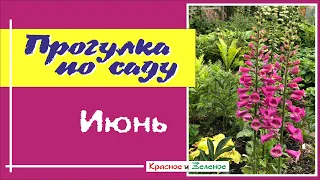 Прогулка по саду. Любимые многолетники и сочетания.