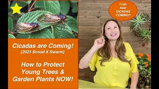 CICADAS ARE COMING! Brood X (10) Cicada Swarm 2021 🐛 How To PROTECT YOUR TREES NOW!  Shirley Bovshow
