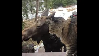 🦌🐈 Curious Moose Stops By To Say High To Kitty 🙄🐈