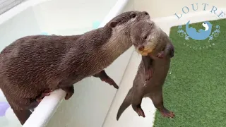 Baby Otters have Begun Pool Practice!