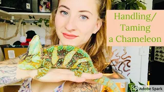 How to Tame/Handle A Chameleon