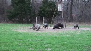 Hog Kill Shot with Bow!!!  Slow motion