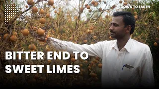 Farmers in parched Marathwada forced to destroy their orchards