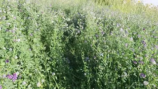 ‎@New things in nature  Medicago sativa,lucerne,alfaalfa flowers, insects ,lule  jonxhe  kandrra(2)