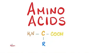 Amino Acids - What is their structure?  - Biochemistry Series