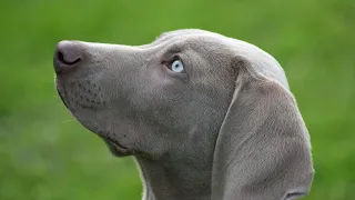 Discover the Grace and Elegance of Weimaraner Dogs - Ultimate Breed Guide!