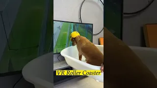 Dog Rides Roller Coaster in Virtual Reality #shorts