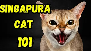 Singapura Cat Pros and Cons | Facts, Everything You Need To Know