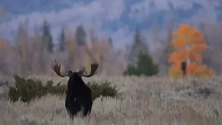 Bull Moose Posing in Fall Color